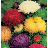 Benih Aster Duchess Mixed
