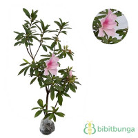 Tanaman Azalea Pink & White
