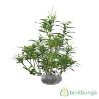Tanaman Rombusa Mini